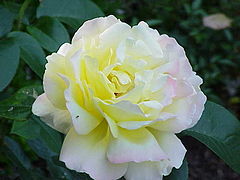 'Madame Antoine Meilland' (ou 'Peace', 'Gloria Dei')