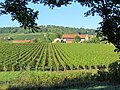 Vignoble de la Côte chalonnaise à proximité du village (vue 3).