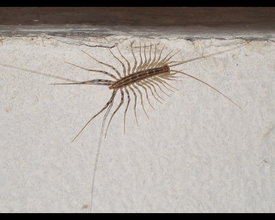 Scutigera coleoptrata