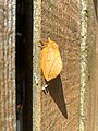 Drinker moth and eggs in a garden at Sharptor