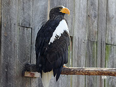 Riesenseeadler (Haliaeetus pelagicus)