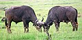 African Buffaloes