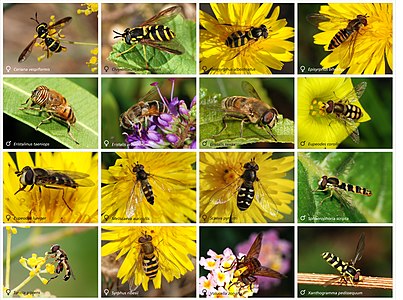 Species of hoverfly, by Alvesgaspar