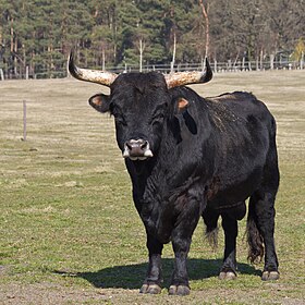 Un aurochs de Heck mâle.