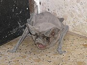 Gray bat