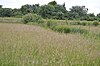 Thornwood Common Flood Meadow