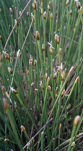 Trichophorum cespitosum germanicum