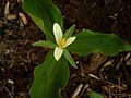 Trillium parviflorum