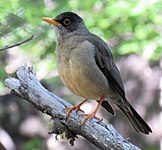 Austral thrush