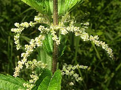 雌株の雌花序。