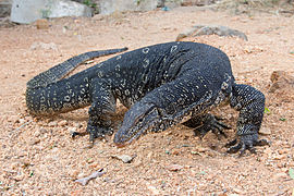 Varan malais (Varanus salvator)