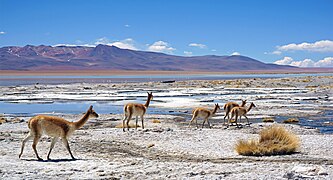 Des vigognes au Salar de Chalviri (Bolivie).