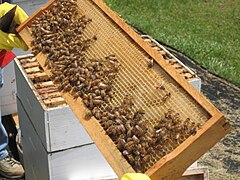 Western honeybees and honeycomb