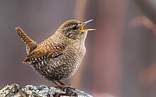 A winter wren calling while standing on top of a wooden surface