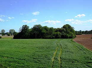 A patch of dense tree coverage surrounded by flat grassy ground.