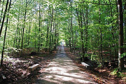 A path in the Sonian Forest