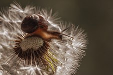 Arianta arbustorum on the Taraxacum flower: macro shot taken in the Ropsha Forest, Leningrad Oblast, Russia Photograph: Мария Обидина (Maria Obidina)