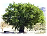 شجرة السدر