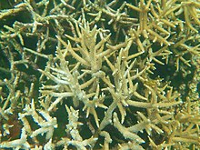 An underwater photograph of spiky branched coral