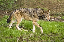 A red wolf in a breeding program. Fewer than 100 remain in the wild.