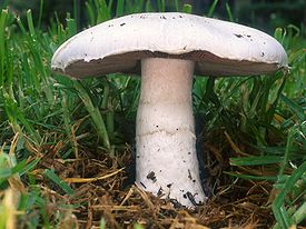 Шампиньон обыкновенный (Agaricus campestris)