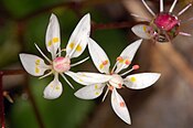 Saxifraga stellaris