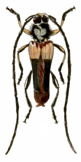 Akiptera waterhousei