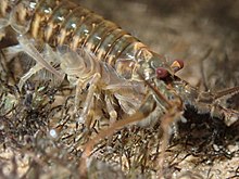 A photo of an Anaspides syncaridan in an alpine pool, viewed from the side showing details of appendages