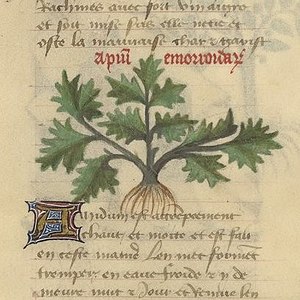 Dessin grossier d'une plante à collet épais et à trois feuilles palmatiséquées, à divisions dentées à lobées.