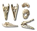 Various skull views of an "Australia crocodile" (Crocodylus johnsoni)