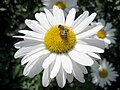 Biene auf Magerwiesen-Margerite Sachsen Germany