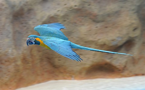 Blue-throated macaw, by Carsten Steger