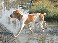 Bracco Italiano