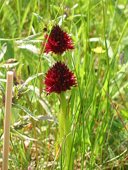 Nigritella nigra ssp. nigra