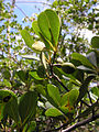 Rameau feuillé et fruits de Terminalia tetraphylla (Imbiridiba) à Santa Rita (Paraíba, Brésil).