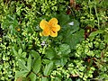 Caltha palustris