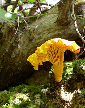 Cantharellus cibarius