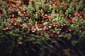 Arbusto com frutos parcialmente submersos.