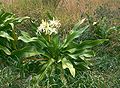 Crinum asiaticum