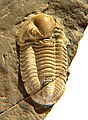 Cummingella belisama, a Phillipsiid Proetid from the Carboniferous.