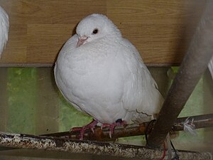 The dove is an international symbol of peace.
