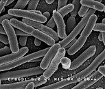 Scanning electron micrograph of rods of Escherichia coli