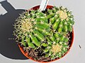 Echinocactus grusonii inermis