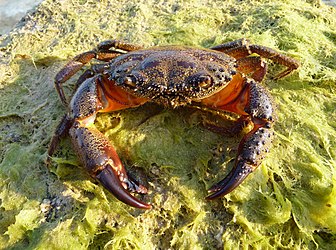Warty crab
