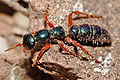 Blue ant female with damaged antennae