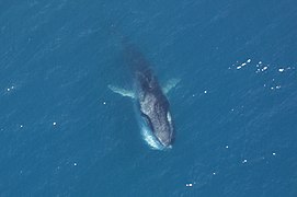 Rorqual commun se nourrissant sous l'eau.