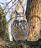 Eurasian eagle-owl hooting while perched in a tree