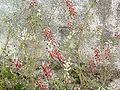 Fumeterre des murs