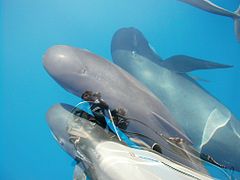 Photo de trois globicéphales avec le reflet du bateau et du photographe.