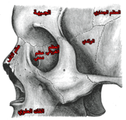 العظم وجني الأيسر في موقعه.